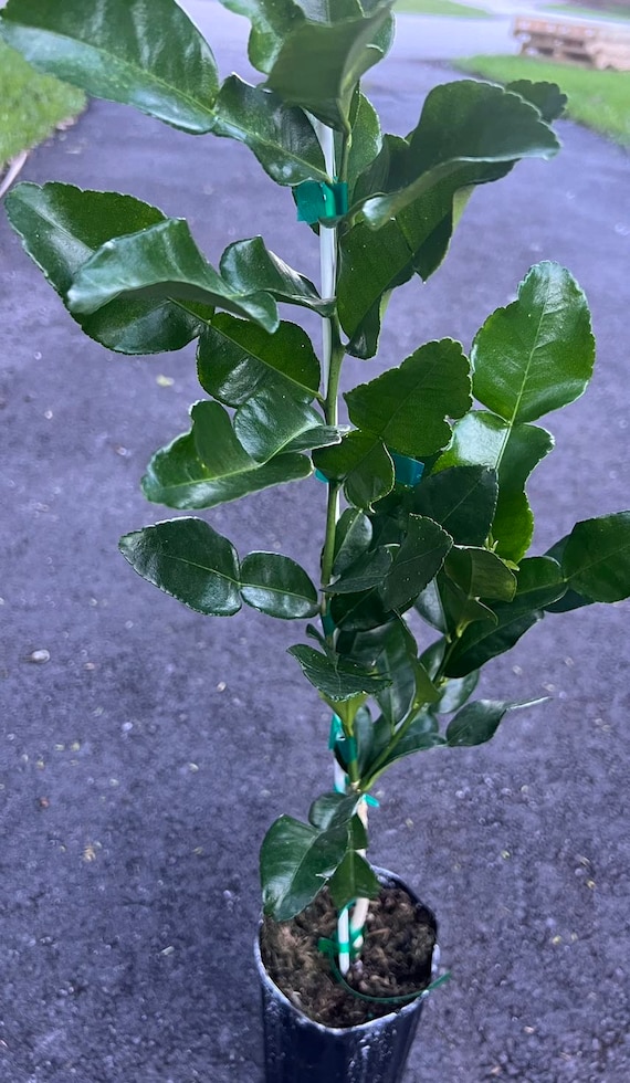 Kaffir Lime Tree - Citrus Hystrix Makrut in 1/2 Gal Pot, Kieffer Lime, Jeruk Purut, Only ships within FLORIDA