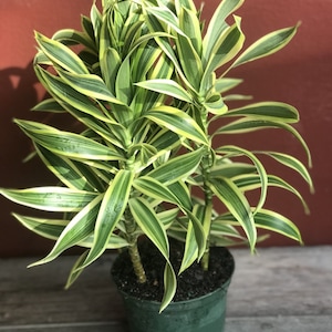 May include: A potted plant with green and yellow striped leaves. The plant is in a green plastic pot.