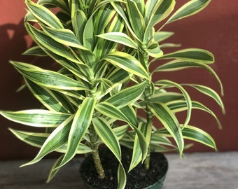 Song Of India, 6&quot; Pot, Dracaena reflexa.