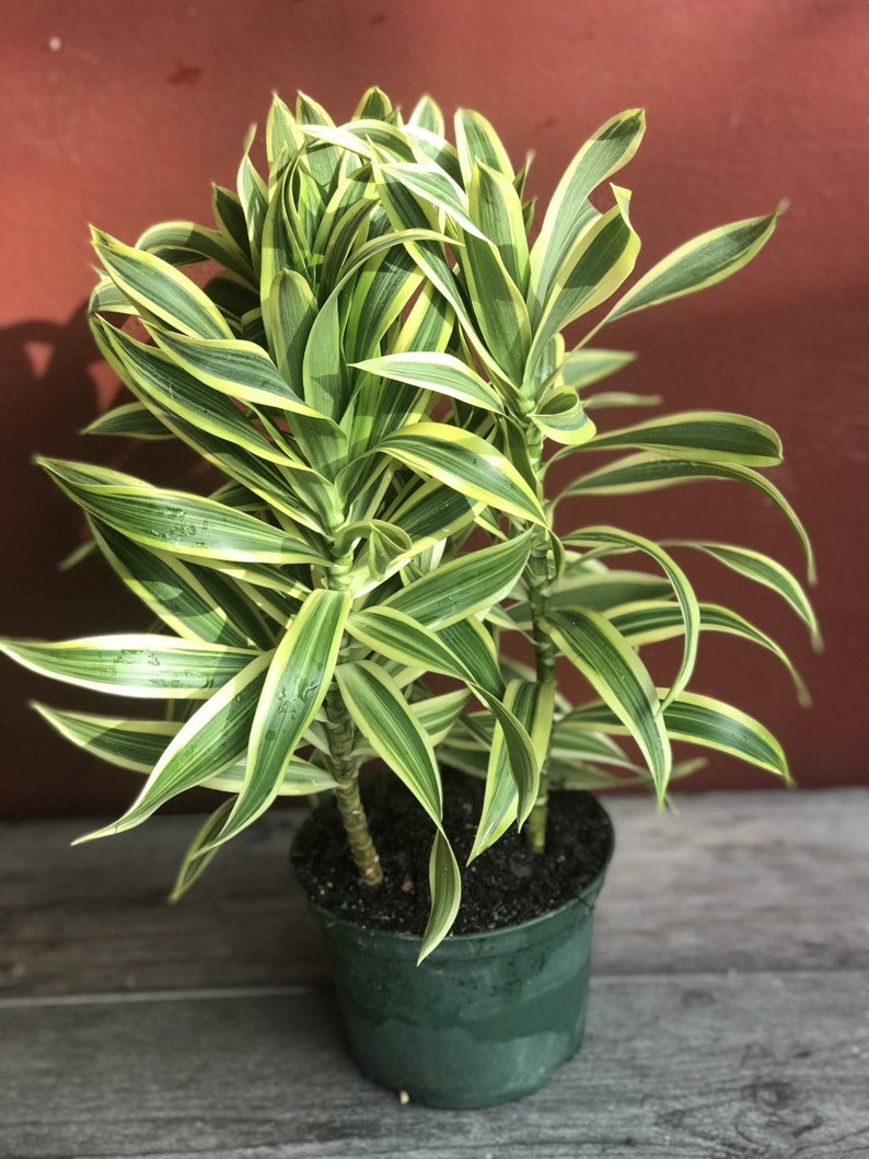 Song Of India, 6 Pot, Dracaena reflexa. image 1