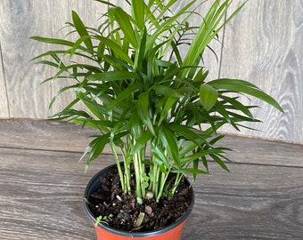 Neanthe Bella Palm in a 4&quot; Pot, Parlor Palm - Chamaedorea Elegans