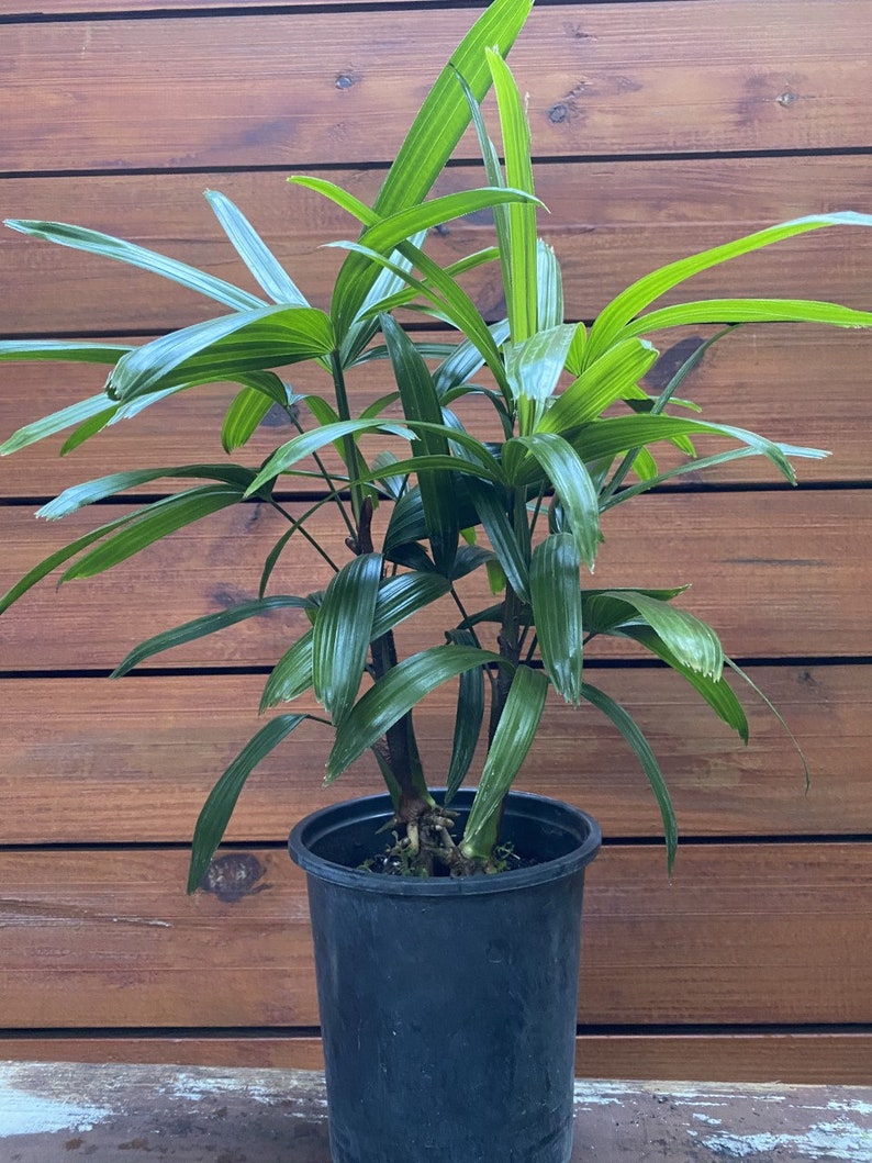 Rhapis Palm Lady Palm in 1 Gallon Pot Air Purifying Plant Etsy
