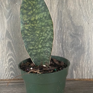 May include: A single green and white snake plant in a dark green plastic pot. The plant has a single long, pointed leaf with a mottled pattern.
