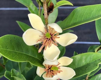 Magnolia figo, Michelia figo – Banana shrub in Half Gallon