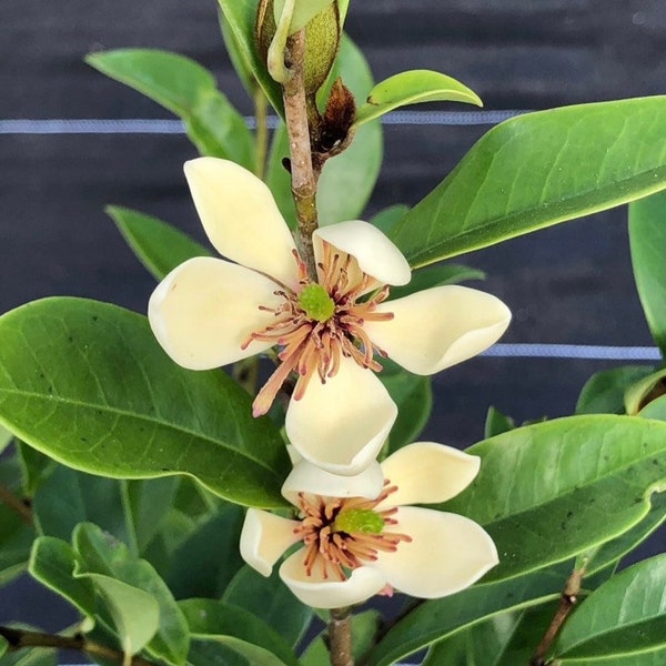 Magnolia figo, Michelia figo – Banana shrub in Half Gallon