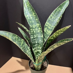 Large, Sansevieria Jaboa, in 6" pot, King Jaboa