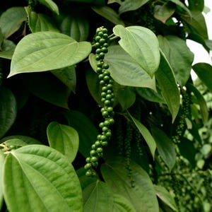 May include: Close-up of a green pepper plant with clusters of green peppercorns growing on vines. The leaves are large and lush, with a deep green color.