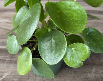 Pilea Peperomioides - Chinese Money Plant - Pancake - UFO - Pepperoni - Plant - in 6" pot