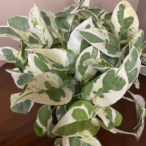 May include: A potted plant with variegated leaves. The leaves are a mix of green and white, with some leaves having more white than green. The plant is in a brown pot.