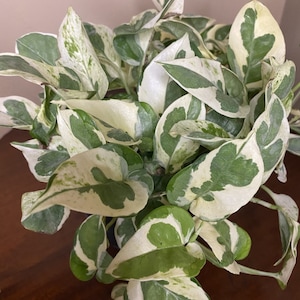 N’Joy pothos , Epipremnum aureum,  Devil’s Ivy in 6" pot, Njoy