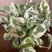 see more listings in the Pothos section