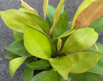 Ardisia Humilis  in 4" Pot, house plant