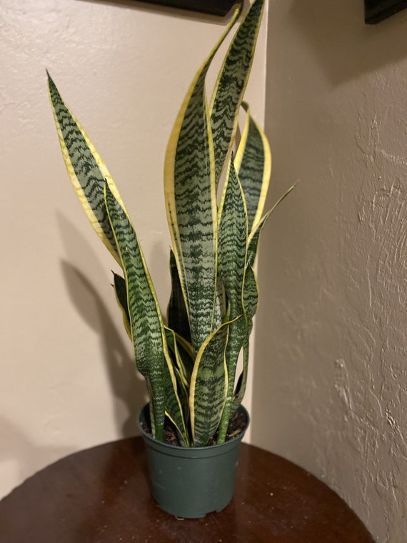 Sansevieria Trifasciata, Planta Serpiente Laurentii, Purificador de aire  interior en maceta de 6" - Etsy Mxico