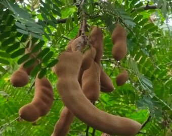 Tamarind tree, Tamarindus indica in half gallon pot