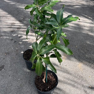 Alphonso mango Tree, Manguifera, grafted in 3 gallons pot image 8