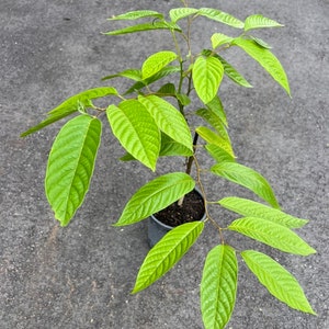 Ylang Ylang tree in half Gallon Pot, Cananga Odorata image 5