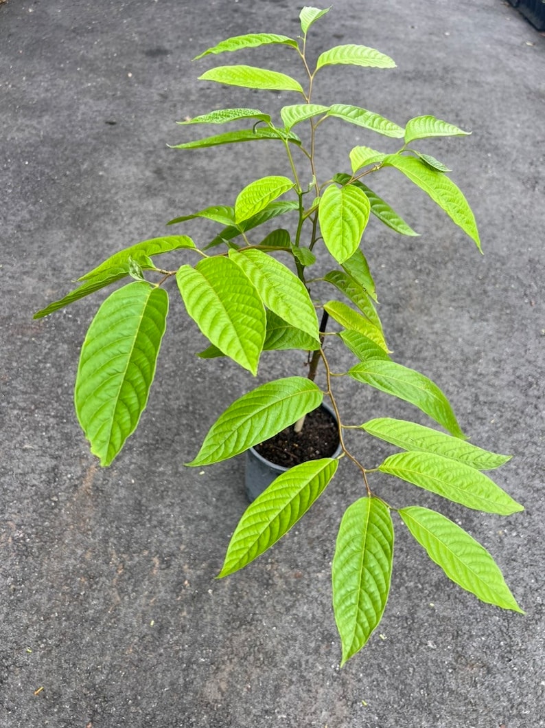 Ylang Ylang tree in half Gallon Pot, Cananga Odorata image 5