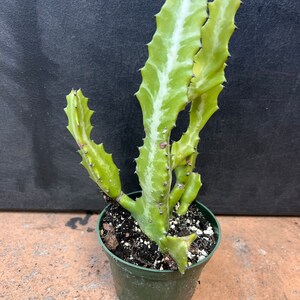 Euphorbia Lactea Variegated in 4 Pot, rare image 6