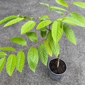 Ylang Ylang tree in half Gallon Pot, Cananga Odorata image 4