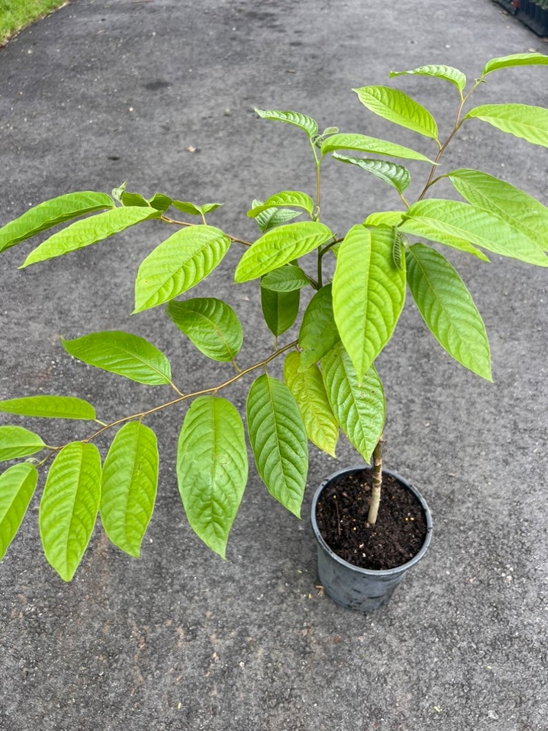 Ylang Ylang tree in half Gallon Pot, Cananga Odorata image 4