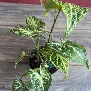 Syngonium ‘Batik’ in 4&quot; pot