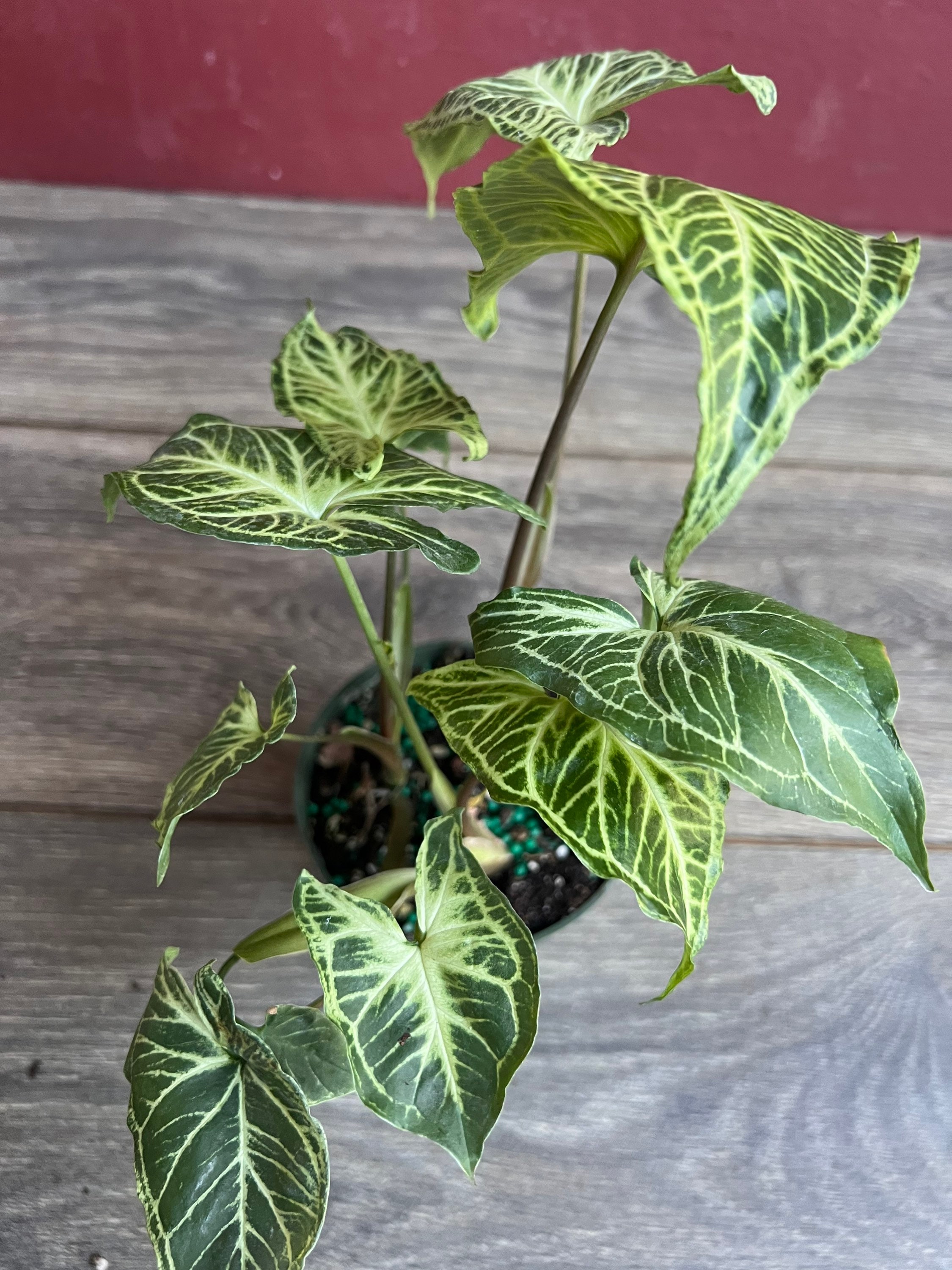 Monstera Syngonium - Etsy