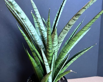 Sansevieria Javancia in 6" Pot, Live Plant, Indoor, Outdoor - Etsy