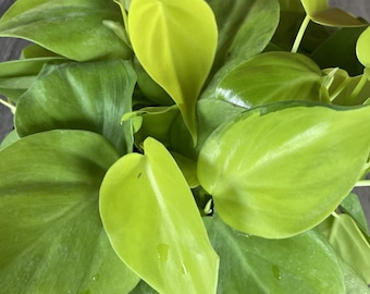 Philodendron Cordatum Neon , Neon Heartleaf Philodendron, in 6" pot