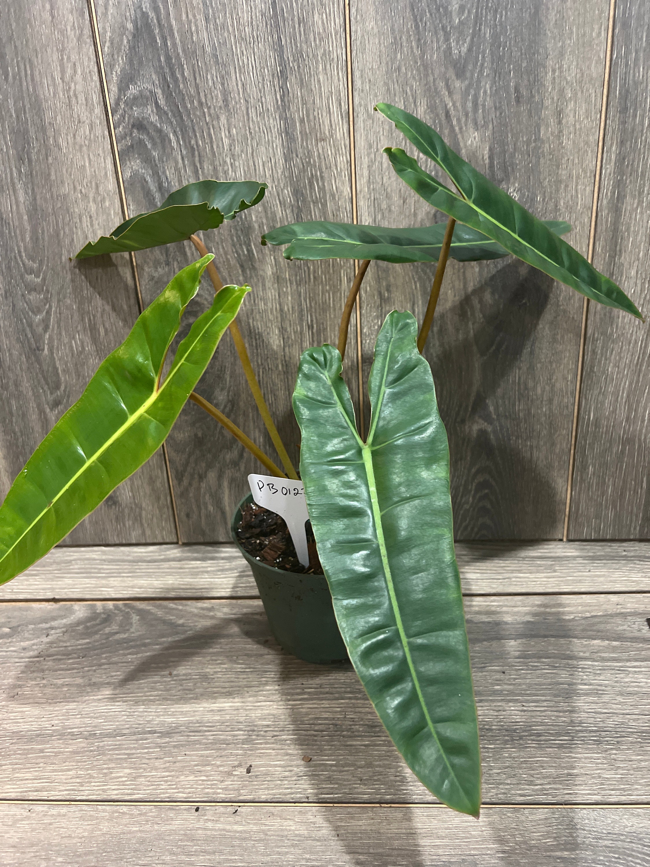 Philodendron BILLIETIAE - 4"
