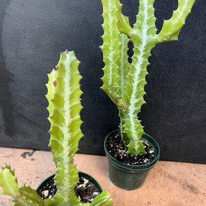 Euphorbia Lactea Variegated in 4 Pot, rare image 9