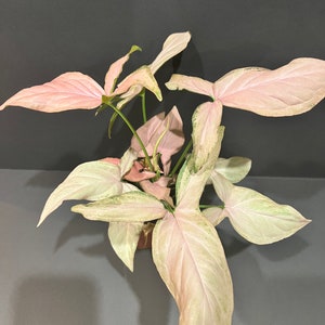 Syngonium Pink schott, Pink Perfection in 4&#39; Pot