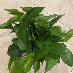 Jade Pothos in 6 pot image 3