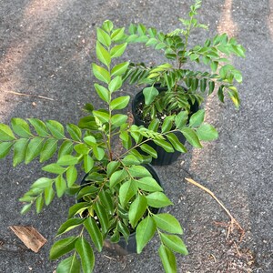 Puede incluir: Dos plantas de hojas de curry en maceta con hojas verdes. Las plantas est&aacute;n en macetas negras y est&aacute;n sobre una superficie de asfalto gris.