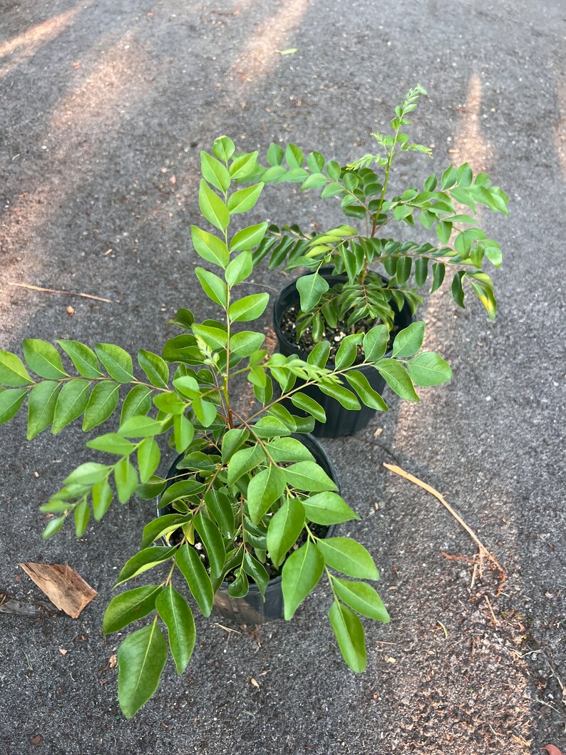 Puede incluir: Dos plantas de hojas de curry en maceta con hojas verdes. Las plantas est&aacute;n en macetas negras y est&aacute;n sobre una superficie de asfalto gris.