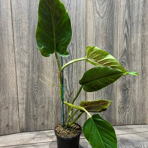 Philodendron Subhastatum, cutting image 3