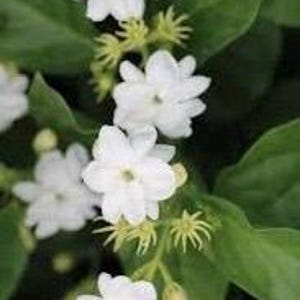 Sambac Arabian Jasmine Low Maintenance Live Plant,4' or 6" Pot, Fragrance, Flowers and Brilliant Green Leaves