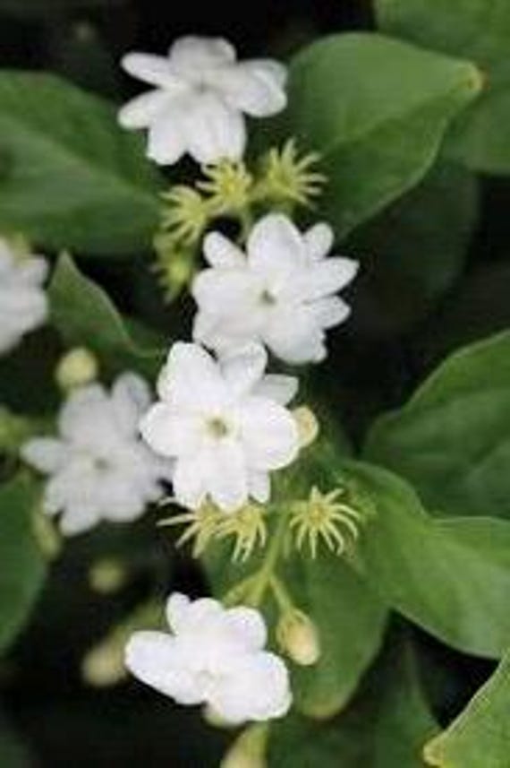 Sambac Arabian Jasmine Low Maintenance Live Plant,4' or 6