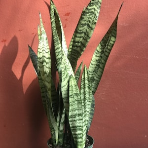 Sansavieria Zeylanica, in 6&quot; pot, snake plant