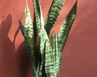 Large Sansavieria Zeylanica, in 6" pot, snake plant