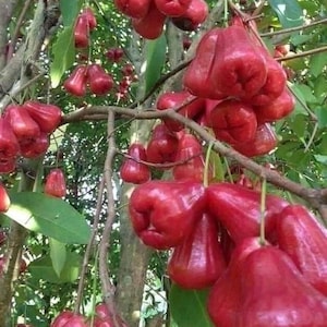 Red Wax apple, in 3 gallons, air layered, rose apple, jambu air, No Ship to HI