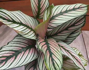 Puede incluir: Una planta Calathea ornata con hojas grandes y puntiagudas que presentan un patrón distintivo de finas rayas paralelas blancas y rosa claro sobre un fondo verde oscuro. El follaje crece desde una base central, mostrando un aspecto rayado vibrante.