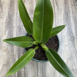 Philodendron Martianum Fat Boy, in 6 pot or 8 pot image 1