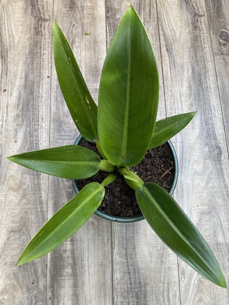 Philodendron Martianum Fat Boy, in 6 pot or 8 pot image 1