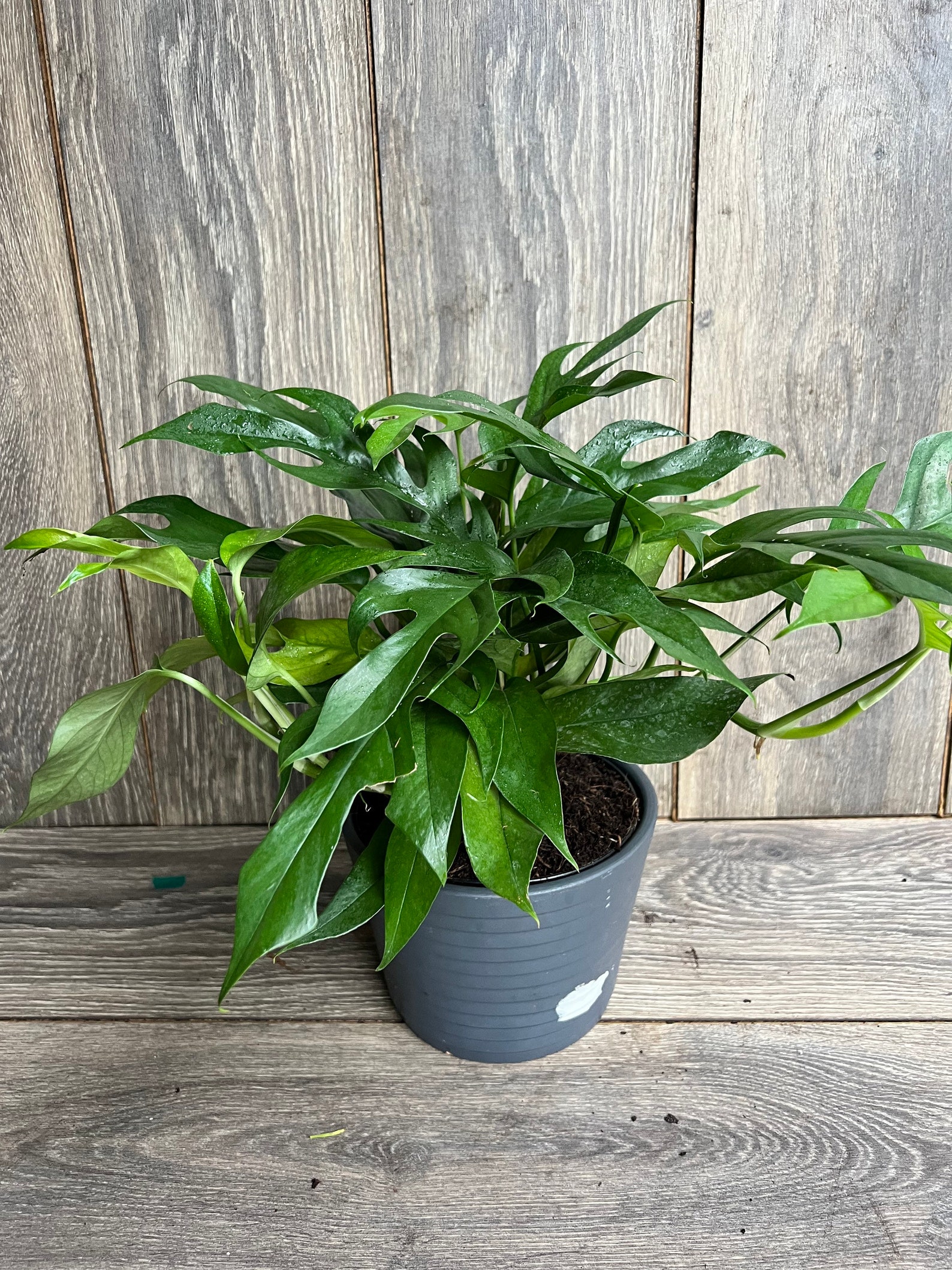 Rare Baltic Blue Pothos, Epipremnum Pinnatum in 6 Etsy