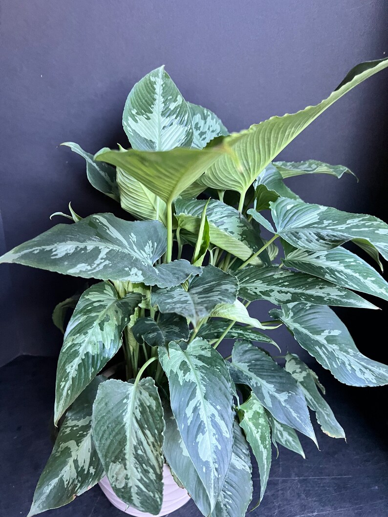 Schismatoglottis Wallichii Variegata en maceta de 6 - Etsy México