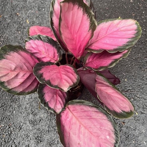 Calathea Pink star in 6&quot; pot, live plant, prayer plant