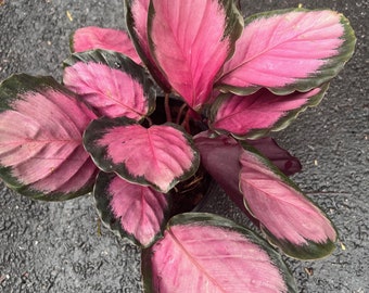 Calathea Pink star in 6" pot, live plant, prayer plant