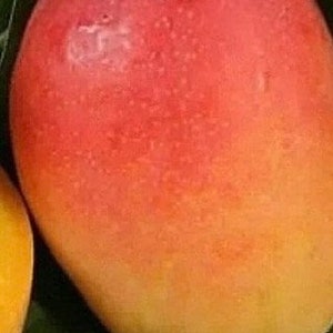 Jakarta Mango in 3 gallons, grafted,  No Ship to HI