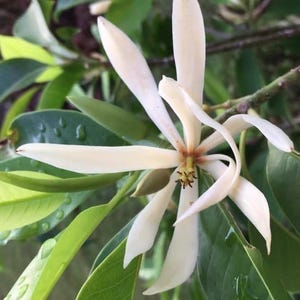 White champaca, Grafted in 3 gallons pot, Ngọc Lan Trắng, Michelia alba