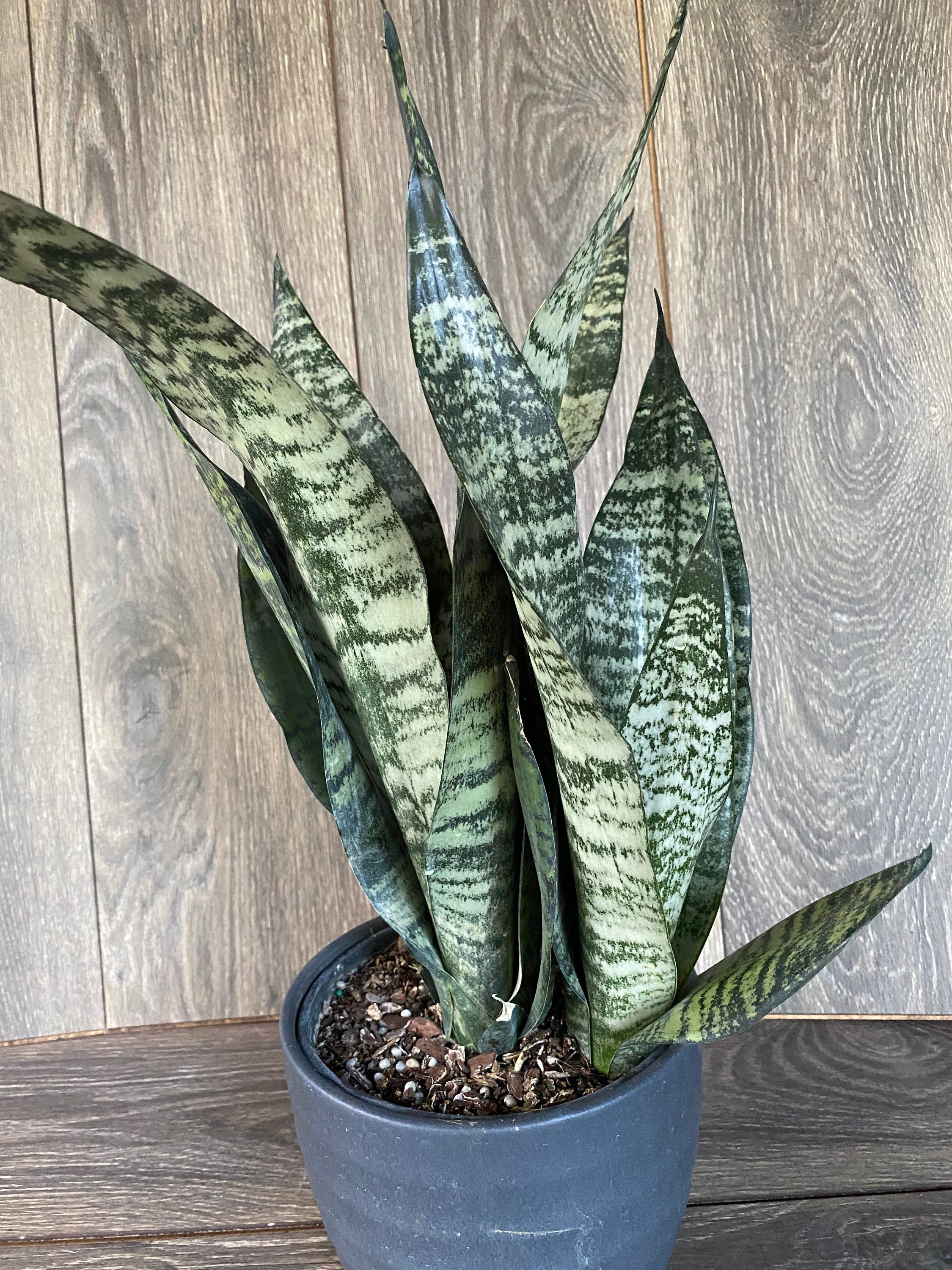 Large Sansevieria Futura Robusta in 6 pot - Etsy sterreich